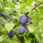 Prun - Prunus domestica 'Opal' - Înălţime 90-100cm - ⌀21cm