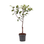 Prun - Prunus domestica 'Opal' - Înălţime 90-100cm - ⌀21cm
