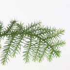 Pin de Norfolk - Araucaria heterophylla - Înălţime 45-55cm - ⌀14cm