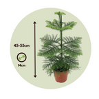Pin de Norfolk - Araucaria heterophylla - Înălţime 45-55cm - ⌀14cm