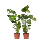Philodendron cu frunza ruptă - 2 buc - Monstera deliciosa - În. 50-60cm - ⌀17cm