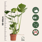 Philodendron cu frunza ruptă - 2 buc - Monstera deliciosa - În. 50-60cm - ⌀17cm