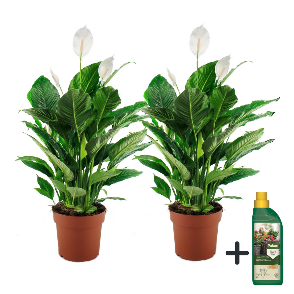 Floarea păcii - 2 buc - Spathiphyllum 'Lima' - Înălţime 60-75cm - ⌀17cm