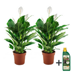 Floarea păcii - 2 buc - Spathiphyllum 'Lima' - Înălţime 60-75cm - ⌀17cm