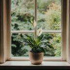 Floarea păcii - 2 buc - Spathiphyllum 'Lima' - Înălţime 60-75cm - ⌀17cm