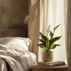 Floarea păcii - 2 buc - Spathiphyllum 'Lima' - Înălţime 60-75cm - ⌀17cm