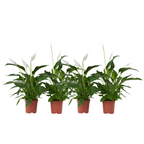 Floarea păcii - 4 buc - Spathiphyllum 'Lima' - Înălţime 60-75cm - ⌀12cm