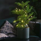 Pin de Norfolk - Araucaria heterophylla - Înălţime 50-60cm - ⌀17cm