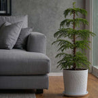 Pin de Norfolk - Araucaria heterophylla - Înălţime 50-60cm - ⌀17cm