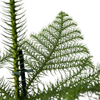 Pin de Norfolk - Araucaria heterophylla - Înălţime 50-60cm - ⌀17cm