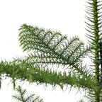Pin de Norfolk - Araucaria heterophylla - Înălţime 50-60cm - ⌀17cm