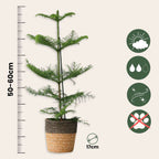 Pin de Norfolk - Araucaria heterophylla - Înălţime 50-60cm - ⌀17cm