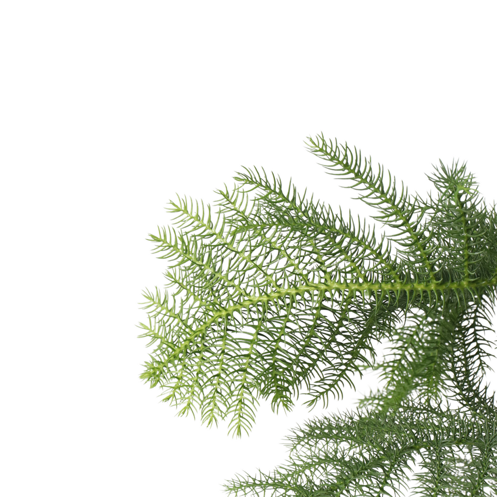 Pin de Norfolk - Araucaria heterophylla - Înălţime 70-80cm - ⌀21cm