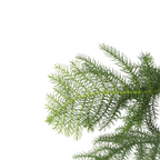 Pin de Norfolk - Araucaria heterophylla - Înălţime 70-80cm - ⌀21cm