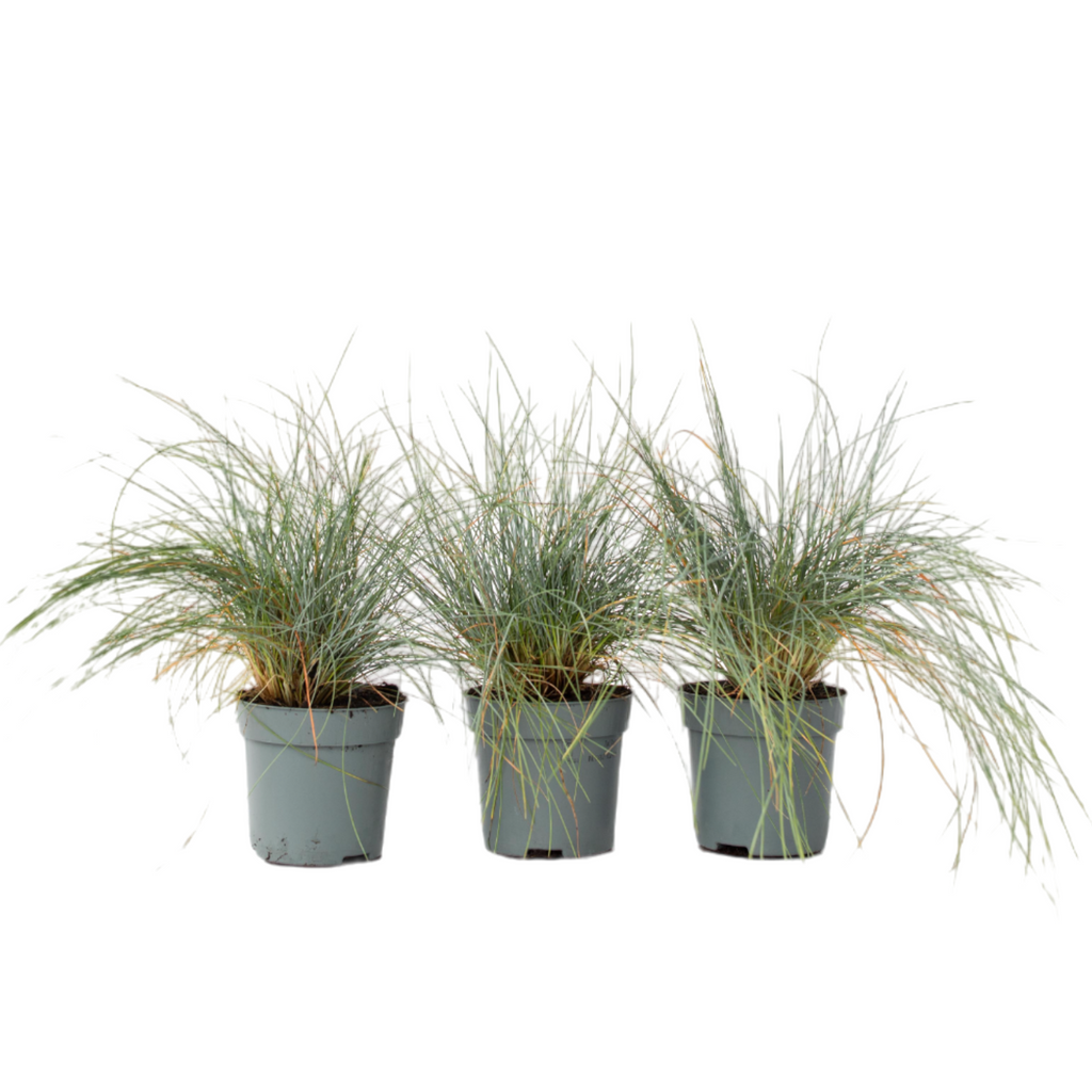 Iarbă albastră - 3 buc - Festuca glauca 'Elijah Blue' - Înălţime 10-15cm - ⌀9cm