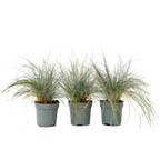 Iarbă albastră - 3 buc - Festuca glauca 'Elijah Blue' - Înălţime 10-15cm - ⌀9cm