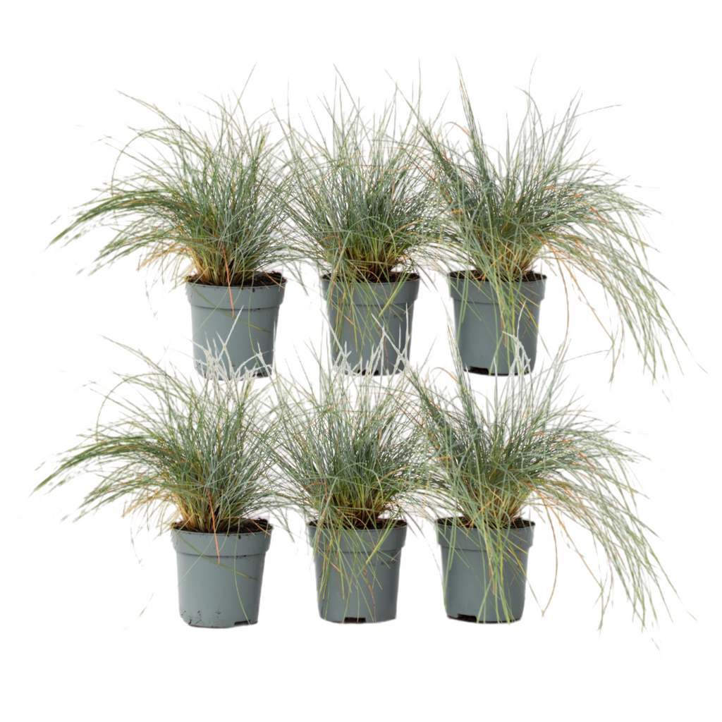 Iarbă albastră - 6 buc - Festuca glauca 'Elijah Blue' - Înălţime 10-15cm - ⌀9cm