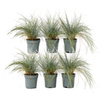 Iarbă albastră - 6 buc - Festuca glauca 'Elijah Blue' - Înălţime 10-15cm - ⌀9cm