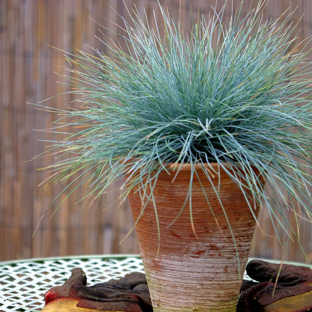 Iarbă albastră - 18 buc - Festuca glauca 'Elijah Blue' - Înălţime 10-15cm - ⌀9cm