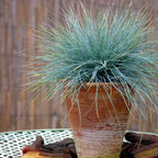Iarbă albastră - 18 buc - Festuca glauca 'Elijah Blue' - Înălţime 10-15cm - ⌀9cm