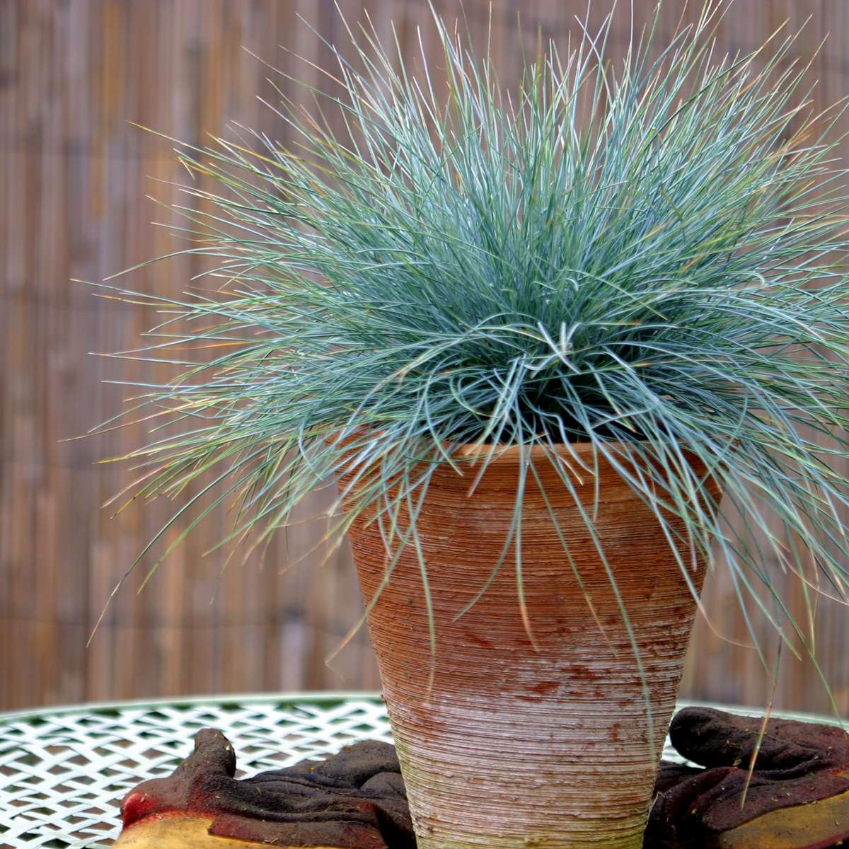 Iarbă albastră - 18 buc - Festuca glauca 'Elijah Blue' - Înălţime 10-15cm - ⌀9cm