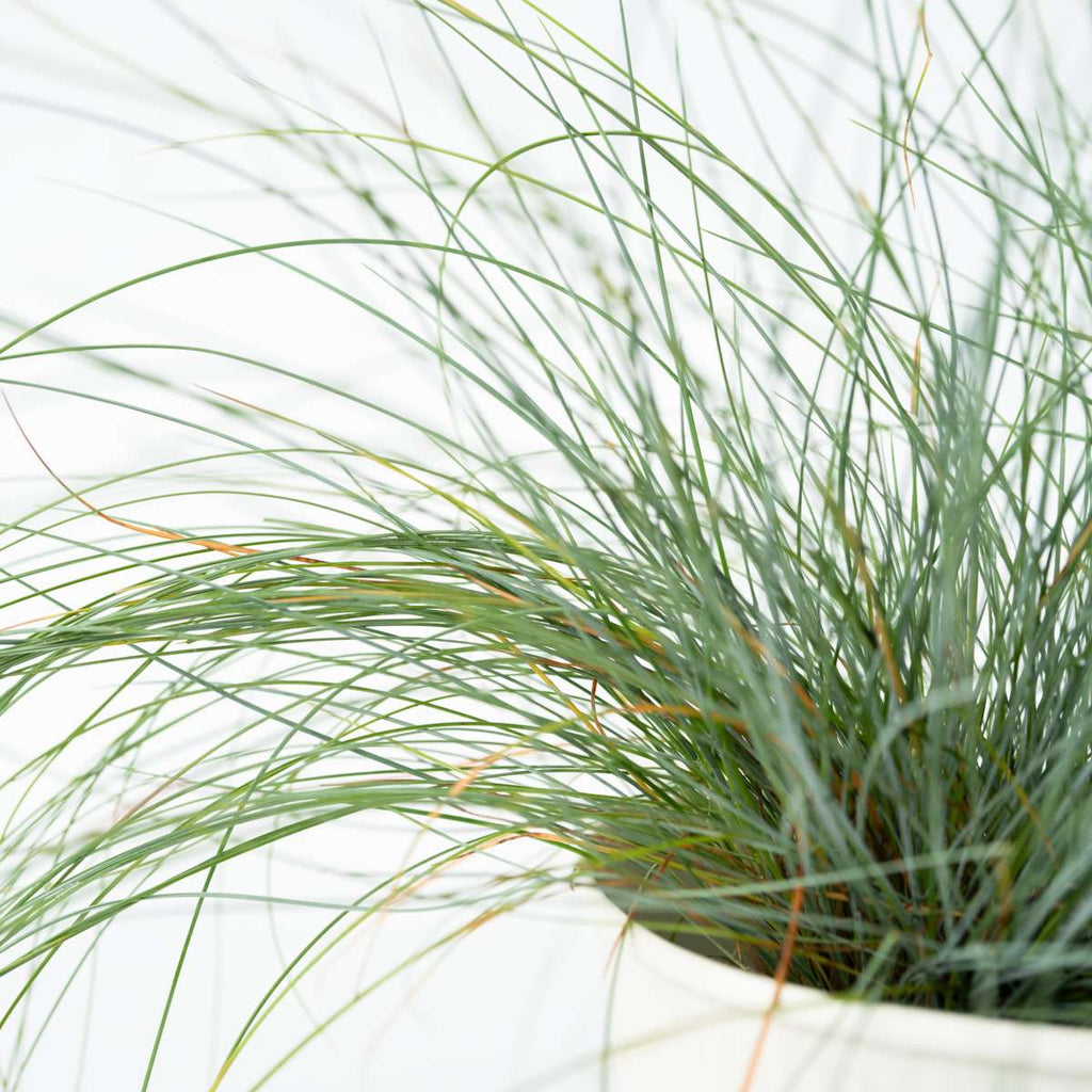 Iarbă albastră - 18 buc - Festuca glauca 'Elijah Blue' - Înălţime 10-15cm - ⌀9cm