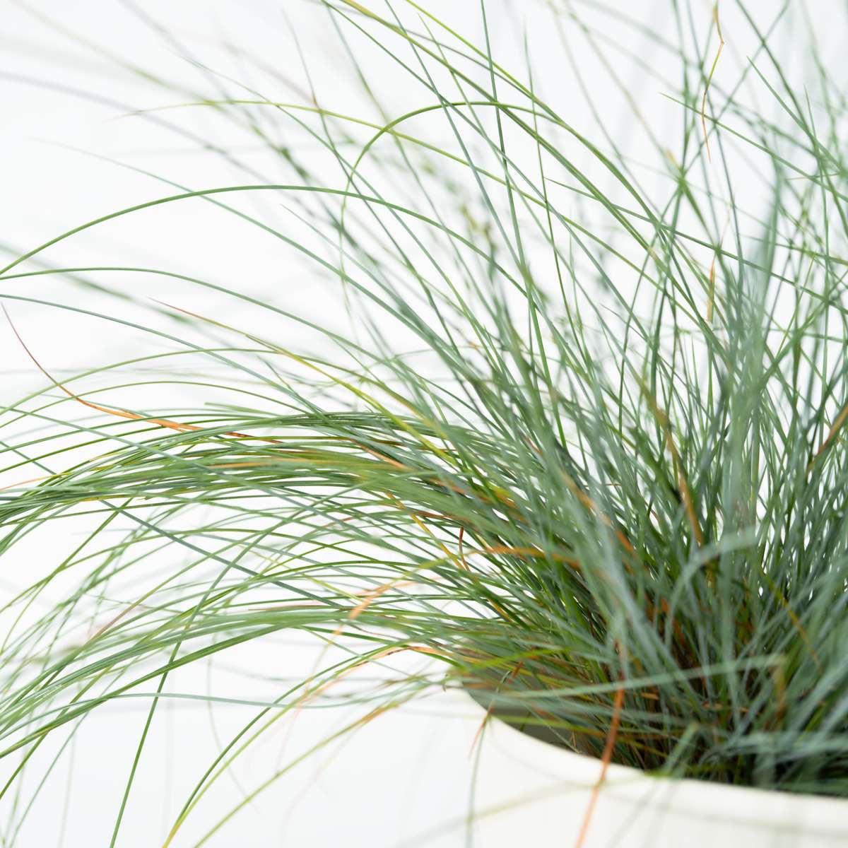 Iarbă albastră - 18 buc - Festuca glauca 'Elijah Blue' - Înălţime 10-15cm - ⌀9cm