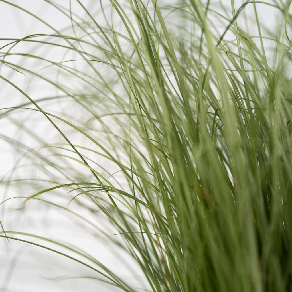 Iarbă albastră - 18 buc - Festuca glauca 'Elijah Blue' - Înălţime 10-15cm - ⌀9cm