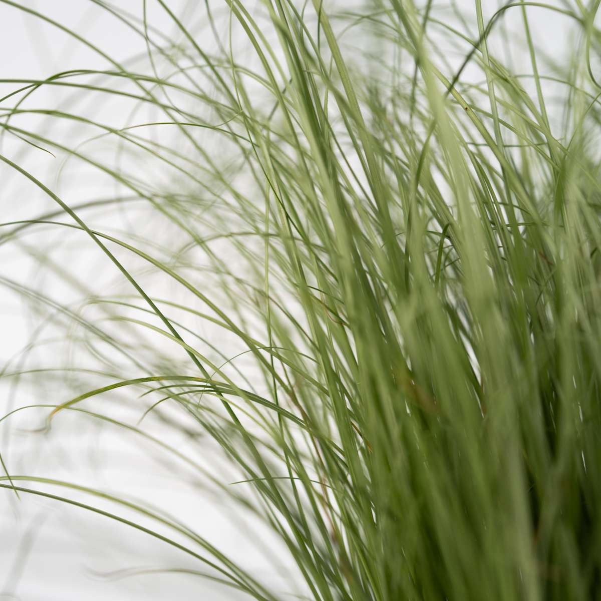 Iarbă albastră - 18 buc - Festuca glauca 'Elijah Blue' - Înălţime 10-15cm - ⌀9cm