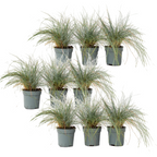 Iarbă albastră - 18 buc - Festuca glauca 'Elijah Blue' - Înălţime 10-15cm - ⌀9cm