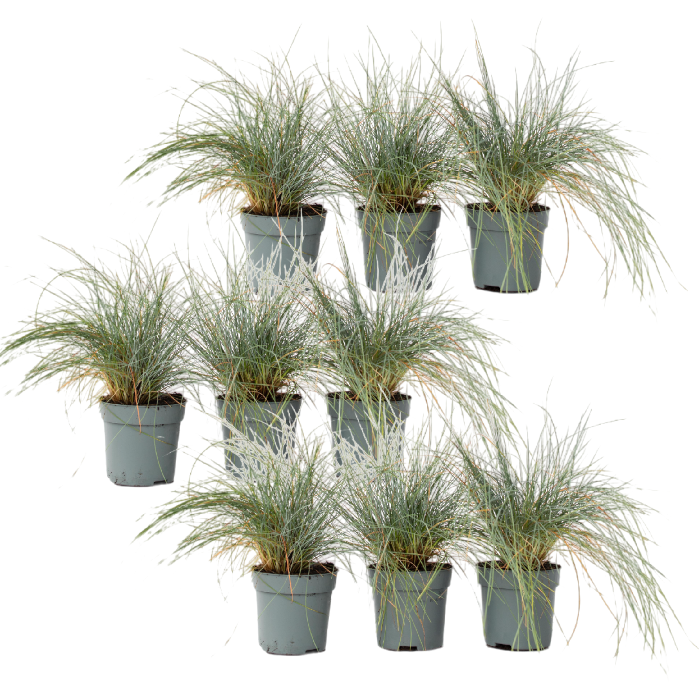 Iarbă albastră - 18 buc - Festuca glauca 'Elijah Blue' - Înălţime 10-15cm - ⌀9cm
