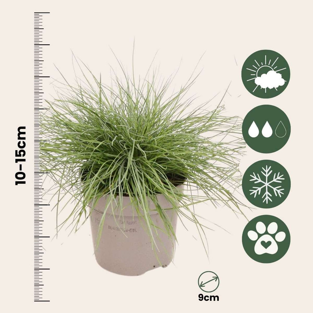 Iarbă albastră - 18 buc - Festuca glauca 'Elijah Blue' - Înălţime 10-15cm - ⌀9cm