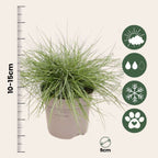Iarbă albastră - 18 buc - Festuca glauca 'Elijah Blue' - Înălţime 10-15cm - ⌀9cm