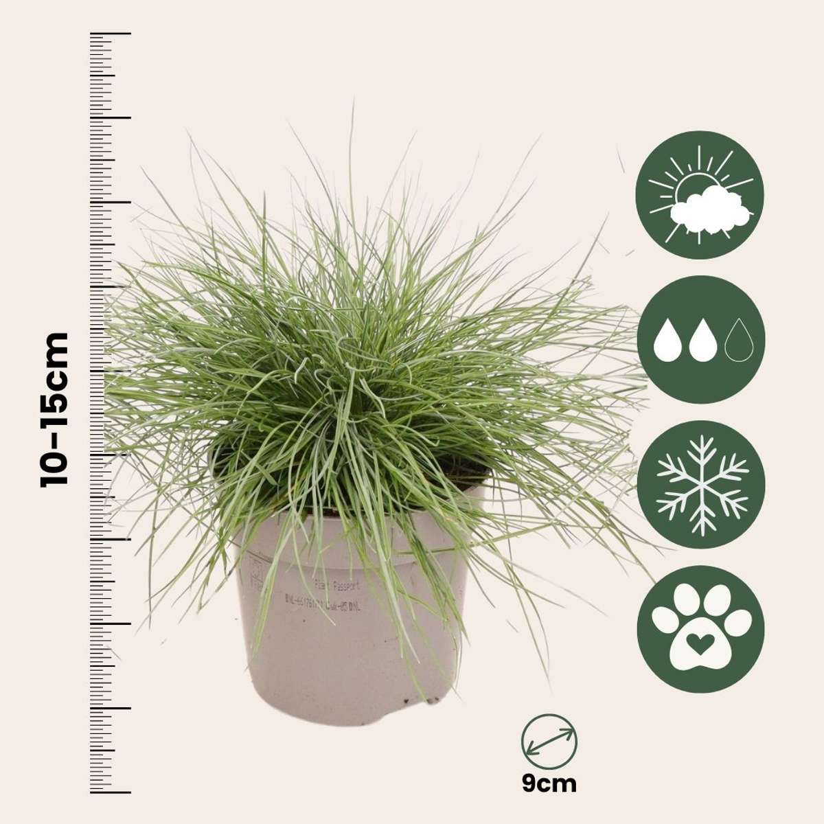 Iarbă albastră - 18 buc - Festuca glauca 'Elijah Blue' - Înălţime 10-15cm - ⌀9cm