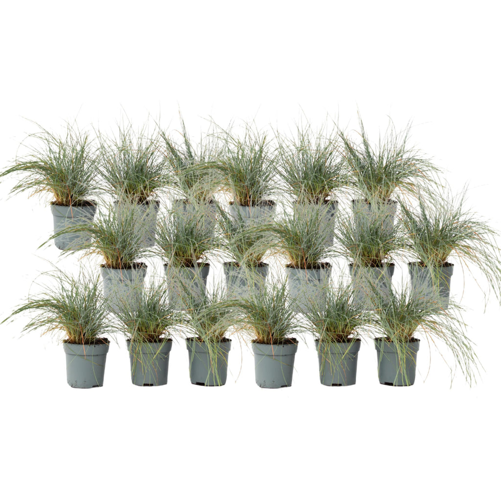 Iarbă albastră - 18 buc - Festuca glauca 'Elijah Blue' - Înălţime 10-15cm - ⌀9cm