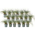 Iarbă albastră - 18 buc - Festuca glauca 'Elijah Blue' - Înălţime 10-15cm - ⌀9cm