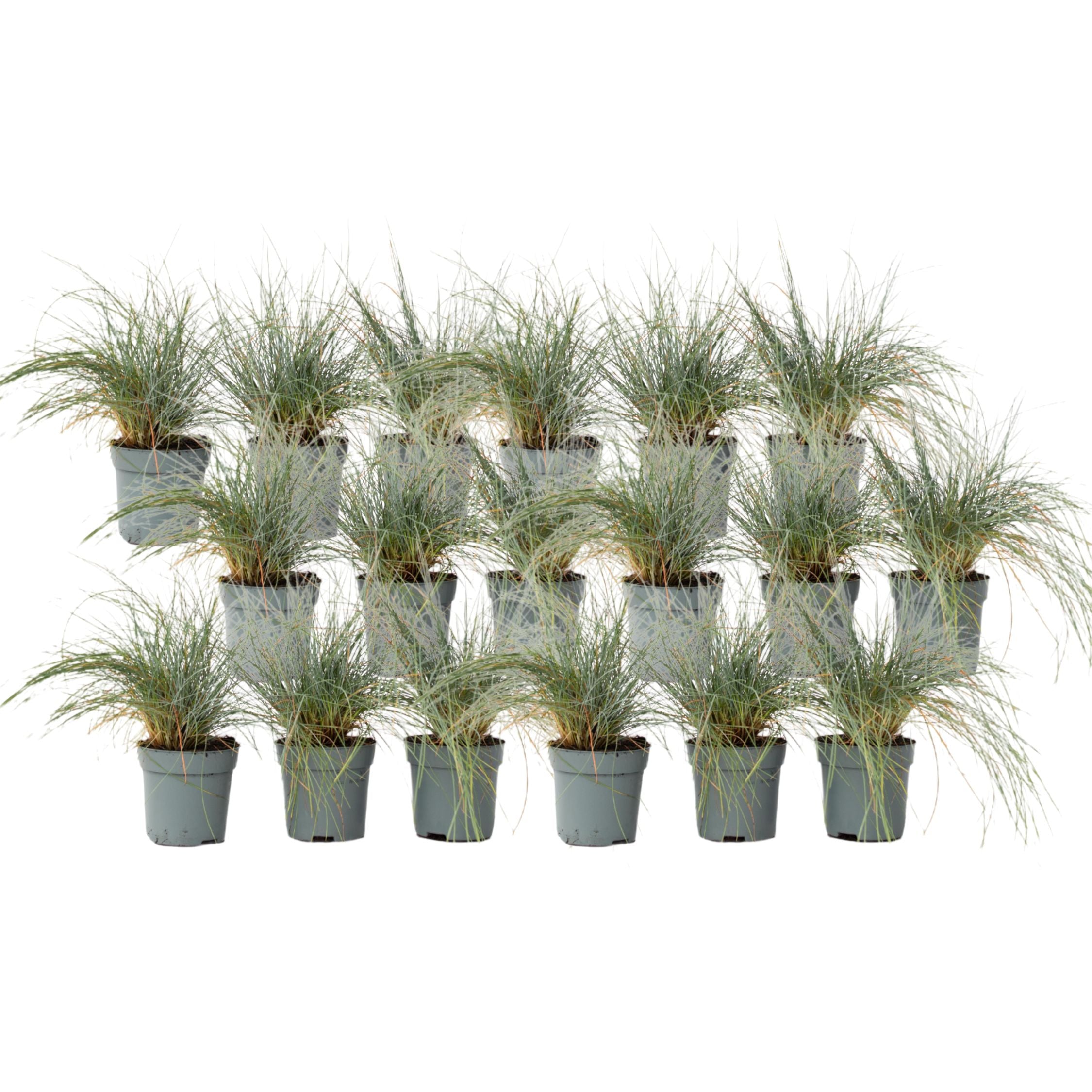 Iarbă albastră - 18 buc - Festuca glauca 'Elijah Blue' - Înălţime 10-15cm - ⌀9cm