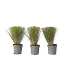 Iarba de stepă - 3 buc - Stipa tenuifolia 'Pony Tails' - Înălţime 20-30cm - ⌀9cm