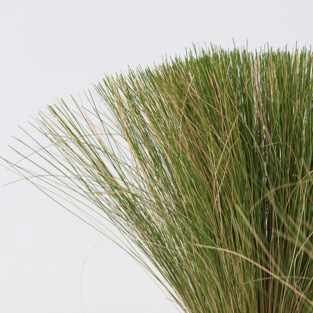 Iarba de stepă - 18 buc- Stipa tenuifolia 'Pony Tails' - Înălţime 20-30cm - ⌀9cm