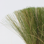 Iarba de stepă - 18 buc- Stipa tenuifolia 'Pony Tails' - Înălţime 20-30cm - ⌀9cm