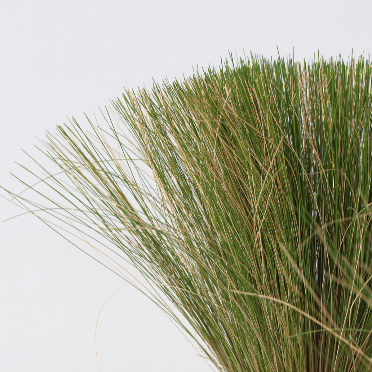 Iarba de stepă - 18 buc- Stipa tenuifolia 'Pony Tails' - Înălţime 20-30cm - ⌀9cm