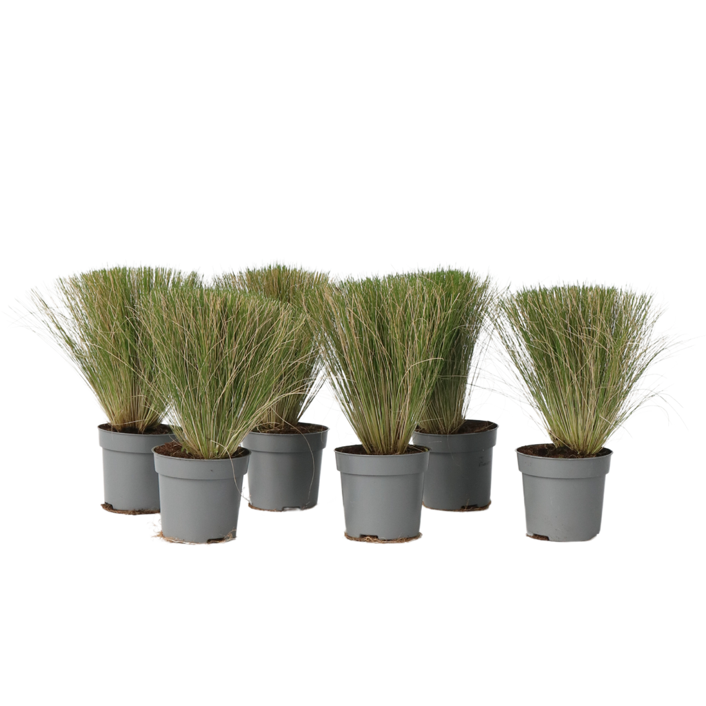 Iarba de stepă - 6 buc - Stipa tenuifolia 'Pony Tails' - Înălţime 20-30cm - ⌀9cm