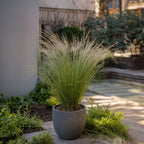 Iarba de stepă - 18 buc- Stipa tenuifolia 'Pony Tails' - Înălţime 20-30cm - ⌀9cm