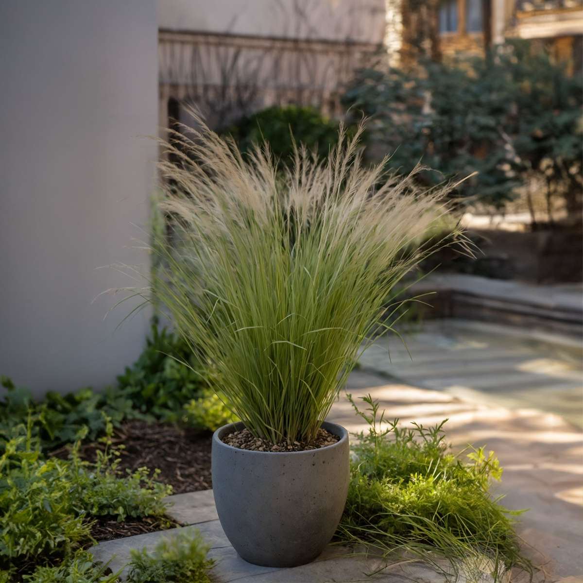 Iarba de stepă - 18 buc- Stipa tenuifolia 'Pony Tails' - Înălţime 20-30cm - ⌀9cm