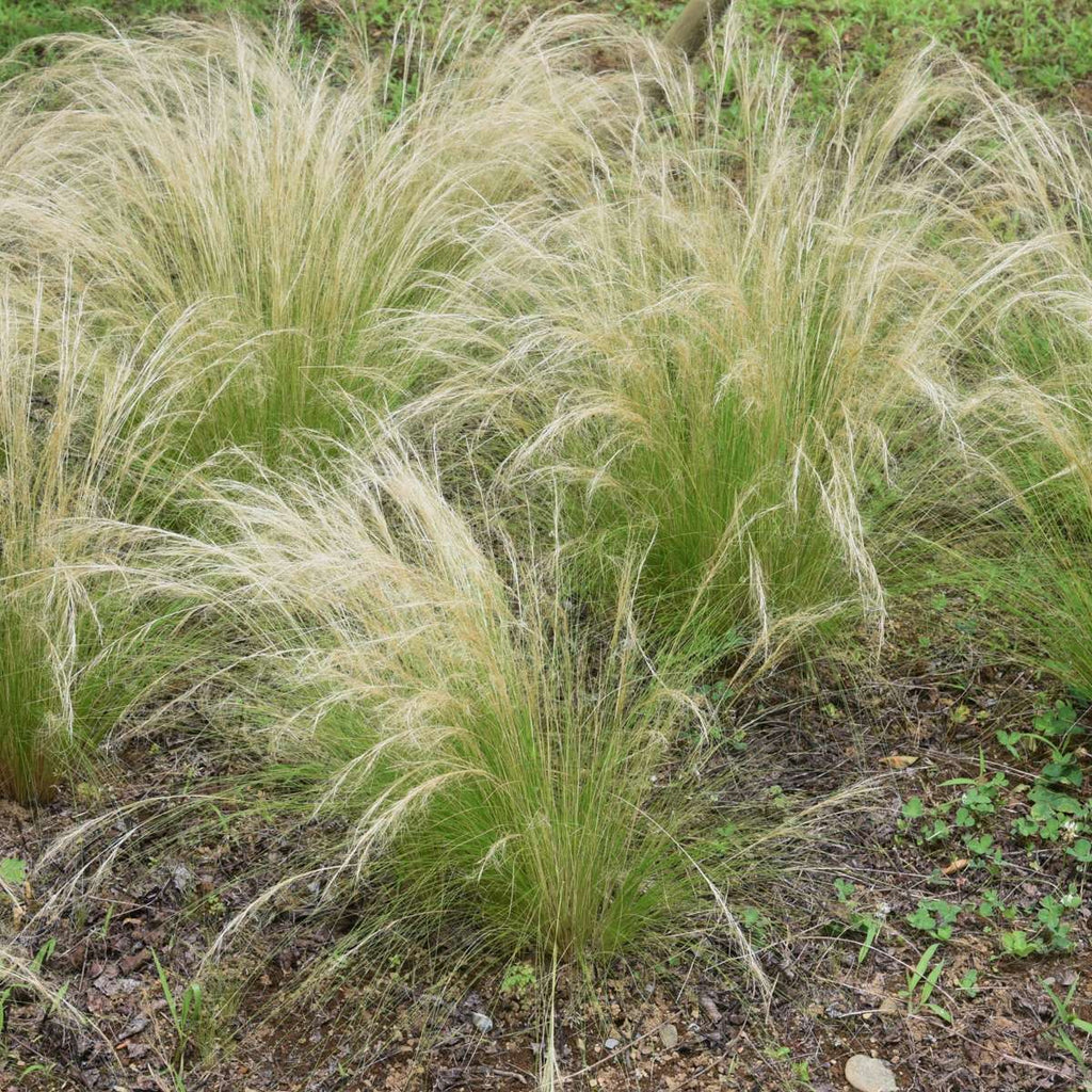 Iarba de stepă - 18 buc- Stipa tenuifolia 'Pony Tails' - Înălţime 20-30cm - ⌀9cm