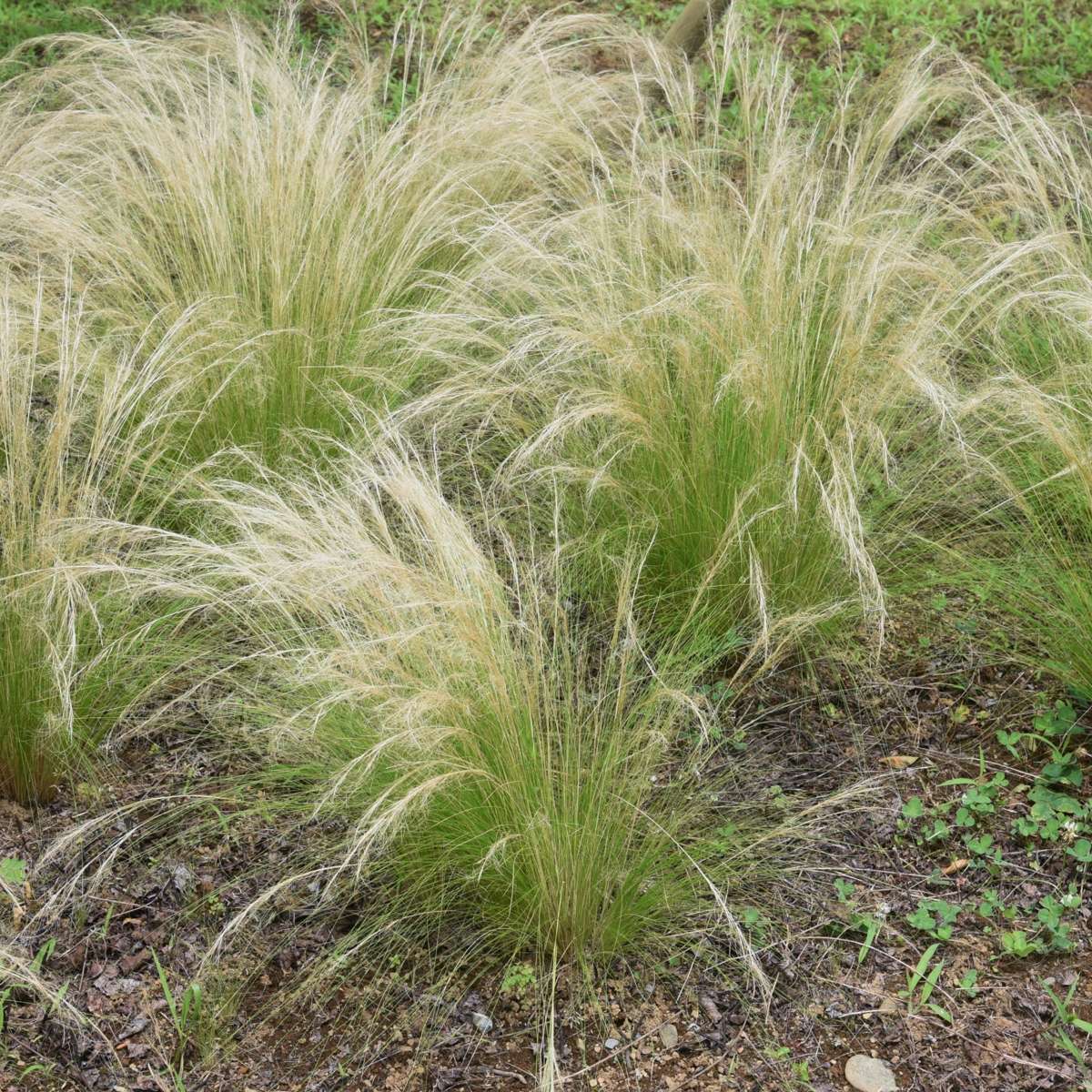 Iarba de stepă - 18 buc- Stipa tenuifolia 'Pony Tails' - Înălţime 20-30cm - ⌀9cm