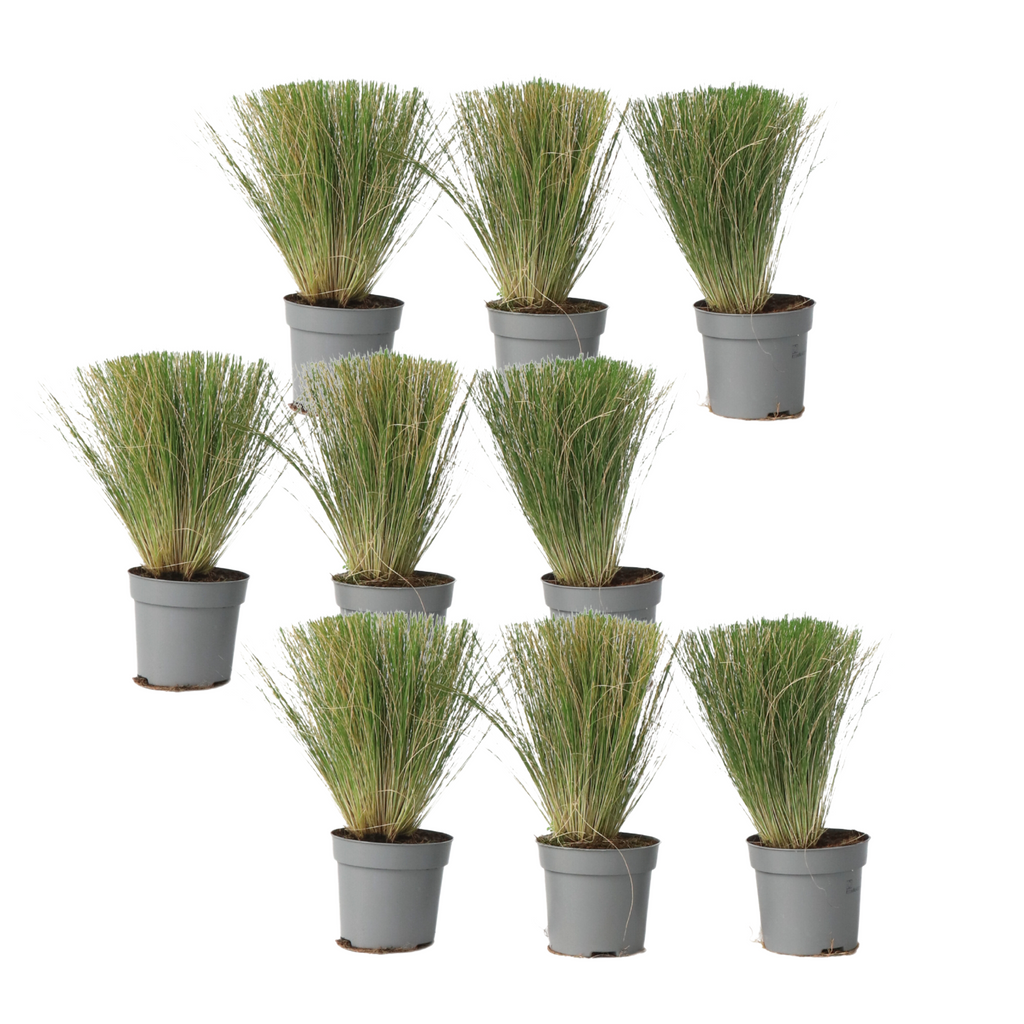 Iarba de stepă - 18 buc- Stipa tenuifolia 'Pony Tails' - Înălţime 20-30cm - ⌀9cm