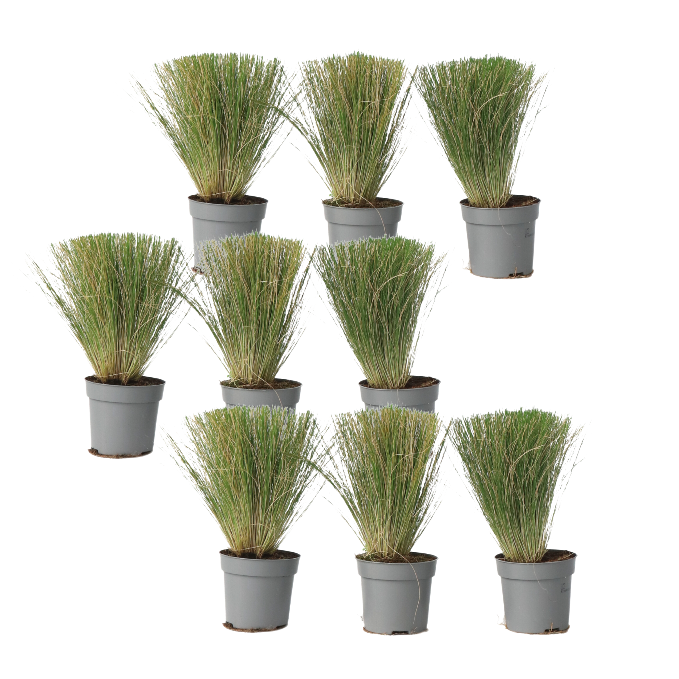 Iarba de stepă - 18 buc- Stipa tenuifolia 'Pony Tails' - Înălţime 20-30cm - ⌀9cm