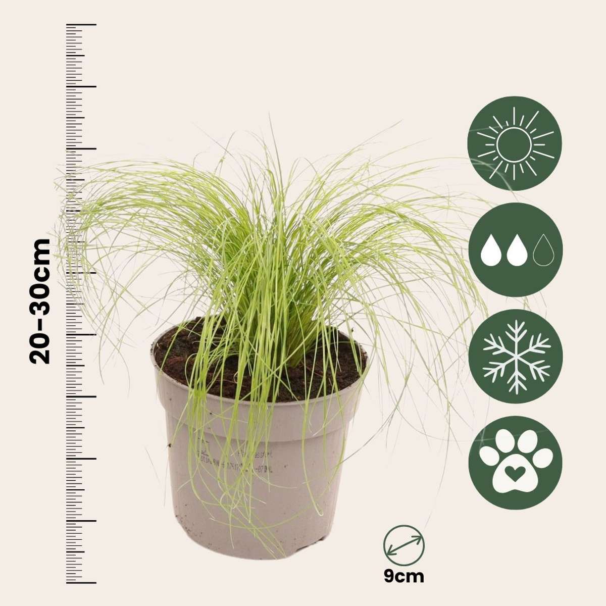Iarba de stepă - 18 buc- Stipa tenuifolia 'Pony Tails' - Înălţime 20-30cm - ⌀9cm