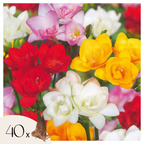 Amestecul Frezie - 40 buc - Freesia Mix - Bulbi de flori